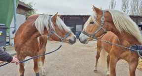 d20c3d_788b985933f443abbe17f5a528500bfd~mv2